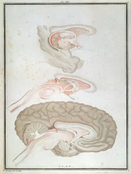 Cross-Section of the Brain, from 